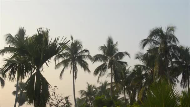 Kokospalmenwald Vietnam Panoramalandschaft Mit Tropischen Kokosnussbäumen Blick Von Oben Auf — Stockvideo