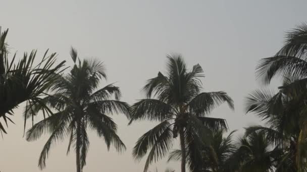 ヤシの木の森 熱帯のヤシの木のパノラマの風景 夏の夕日で熱帯ヤシの木のプランテーションの上の角度ビュー ケララ インディア 美しい風景ビデオ映像 — ストック動画