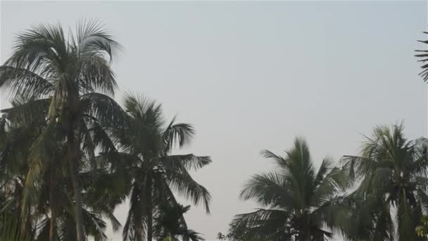 Kokosové Palmy Vietnamu Panoramatická Krajina Tropického Kokosového Ořechu Horní Úhel — Stock video