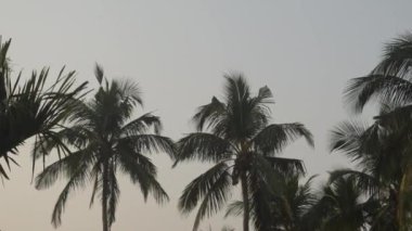 Hindistan cevizi palmiyesi ormanı. Tropikal hindistan cevizi ağaçlarının panoramik manzarası. Yaz günbatımında tropikal hindistan cevizi palmiyesi fidanlığı manzarası. Kerala India. Güzel Peyzaj video görüntüleri