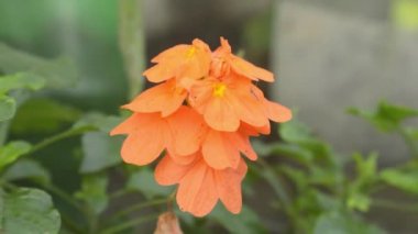 Saffron Crocus yakın çekim. Hafif safran renginde sonbahar tarlası (Crocus chrysanthus Dorothy) sabah güneşinde açan çiçek..