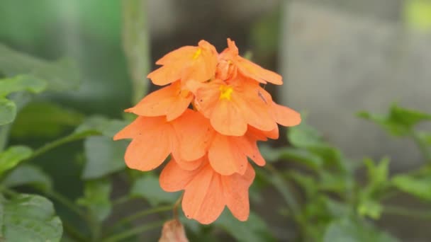 Saffron Crocus Close Açafrão Claro Cor Outono Crocus Crocus Chrysanthus — Vídeo de Stock