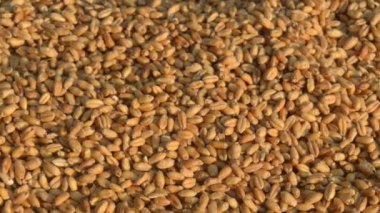 Sabah güneş ışığında kusursuz buğday dokusu deseni. Doğal olarak çiğ organik gıda tahılı. Üst görünüm arkaplanı. Kurutulmuş kahvaltı gevreği Macro shot 'ı. - Yakın çekim. Tarım hasat kavramı.