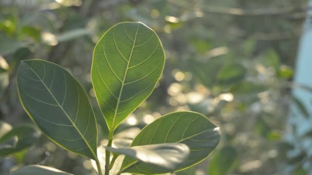 緑の葉は朝の日差しを吸収する バックライト付きの植物のクローズアップの葉光の太陽光線が落ちて隠れています 自然の中での美しさ 光合成クロロフィル植物生物学概念 — ストック動画