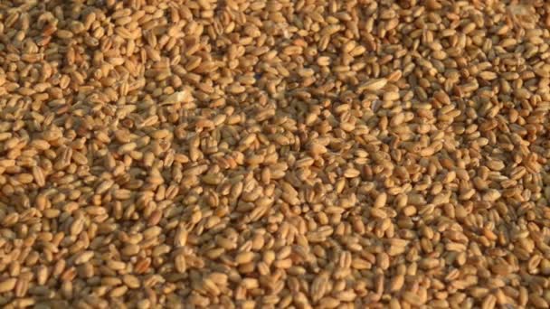 朝の日差しの中でシームレスな小麦の木目のテクスチャパターン 天然乾燥有機食品穀物 トップビューの背景 乾燥朝食シリアルマクロショット 閉鎖だ 農作物の収穫概念 — ストック動画