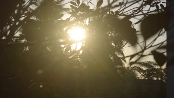 Ochtend Zonlicht Komt Door Boombladeren Zon Verstopt Zich Achter Boom — Stockvideo