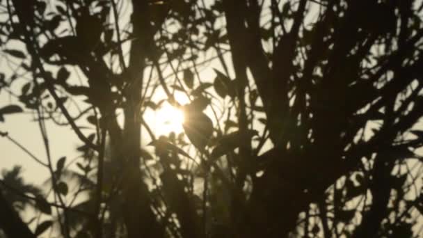 晨光穿过树叶照射进来 太阳躲在树后面 朦胧的森林小林林地环境在前景色的轮廓下 背对着明亮的阳光 自然美主题背景B滚动镜头 — 图库视频影像