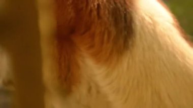 Kameraya bakan sevimli bir köpeğe yaklaş. Pencereden Fotoğraf Çekildi.