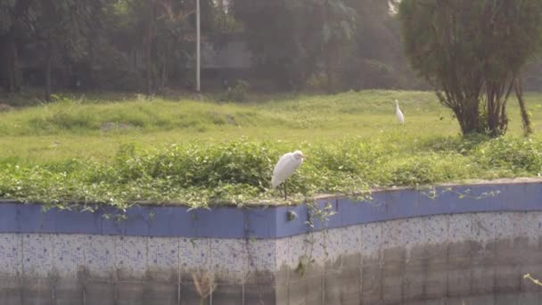 Great White Egret Great White Heron Spotted Front Back Yard — Αρχείο Βίντεο