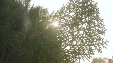 Güneş ışığı Evergreen Kozalaklı Yapraklar 'da parlıyor. Gün batımı güneşi yeşil yapraktan geliyor. Yüksek kaliteli video görüntüleri. Çam ormanı. Doğa geçmişi. Düşük açı. Doğrudan aşağıda. 