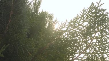 Güneş ışığı Evergreen Kozalaklı Yapraklar 'da parlıyor. Gün batımı güneşi yeşil yapraktan geliyor. Yüksek kaliteli video görüntüleri. Çam ormanı. Doğa geçmişi. Düşük açı. Doğrudan aşağıda. 