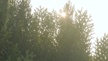 Güneş ışığı Evergreen Kozalaklı Yapraklar 'da parlıyor. Gün batımı güneşi yeşil yapraktan geliyor. Yüksek kaliteli video görüntüleri. Çam ormanı. Doğa geçmişi. Düşük açı. Doğrudan aşağıda. 