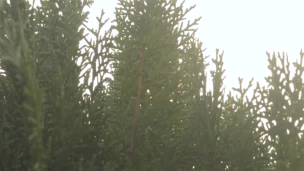 Sunlight Shinning Evergreen Coniferous Leaves Sunset Sun Light Coming Green — Stock Video