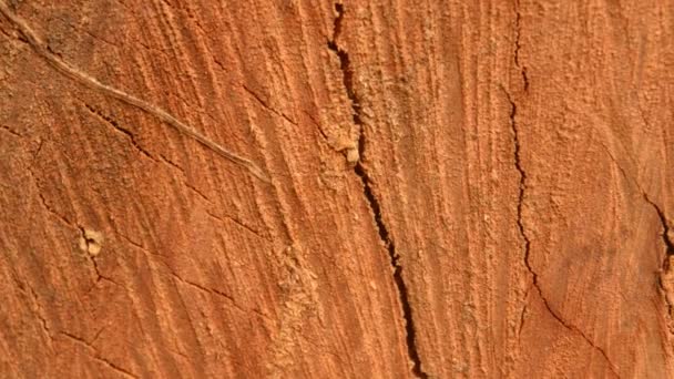 棕色胶合板木制表面 古松硬木背景 粗糙的树干植物树皮的旧的 风化的天然木质部 老旧的毁灭粉碎了纹理的效果 储存录像 — 图库视频影像