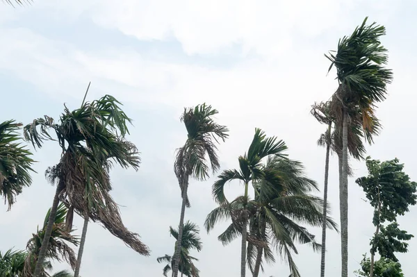 Norveçliler Palmiye Ağaçlarının Arasından Esen Kalbaishakhi Rüzgarı Yağmurdan Hemen Önce — Stok fotoğraf