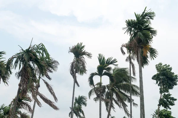 Норвестеры Ветер Калбайшахи Дующий Через Пальмы Ветреная Погода Накануне Дождя — стоковое фото