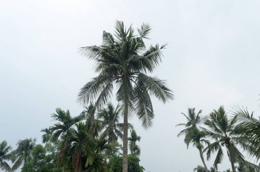 Tropikal İklim 'deki fırtına atmosferik havasından önce sakinleş. Hindistan cevizi palmiyesinde, yağmur mevsiminin hemen öncesinde meydana gelen olağandışı sükunet ve istikrar. Kolkata Hindistan Güney Asya Pasifik