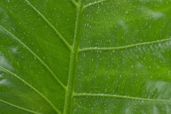 Close Queda Gotas Chuva Água Folha Plantas Vasculares Verdes Verão — Fotografia de Stock