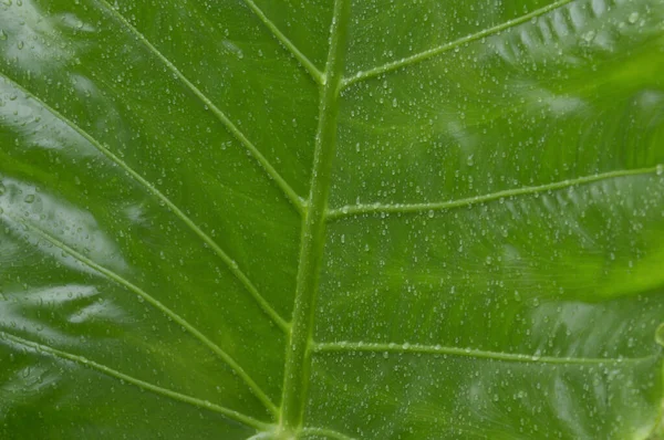 Close Queda Gotas Chuva Água Folha Plantas Vasculares Verdes Verão — Fotografia de Stock