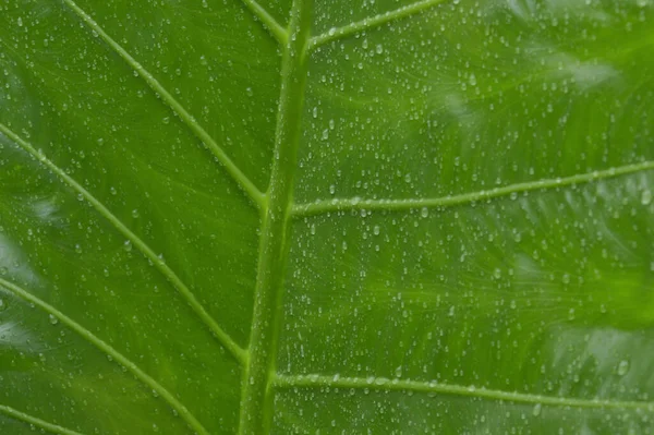 Close Queda Gotas Chuva Água Folha Plantas Vasculares Verdes Verão — Fotografia de Stock