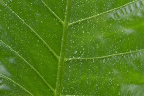 Close Queda Gotas Chuva Água Folha Plantas Vasculares Verdes Verão — Fotografia de Stock