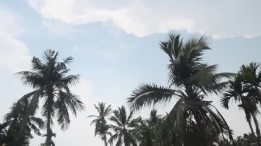 Rüzgar Coconut Palm Tree 'den esiyor. Yağmurdan hemen önce, erken muson mevsiminde rüzgarlı bir gün. Kolkata Hindistan Güney Asya Pasifik
