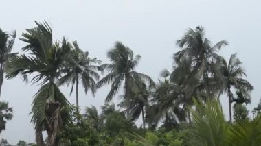 Norveçliler ya da Palmiye ağaçlarının arasından esen Kalbaishakhi Rüzgarı. Yağmurdan hemen önce, erken muson mevsiminde rüzgarlı bir gün. Kolkata Hindistan Güney Asya Pasifik