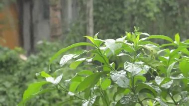 Yeşil krep yasemin ağacı yaprağının üzerine düşen yağmur damlalarını kapatın. Yaz muson yağmurları yeşil ağaç yapraklarına düşer. Güzel bir yağmur mevsimi. Doğa geçmişi. Stock Video. Önplana odaklan.