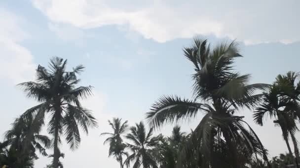 Wind Waait Door Coconut Palm Tree Winderig Weer Net Voor — Stockvideo