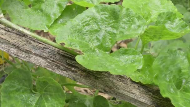 Närbild Fallande Regndroppar Vatten Gröna Pumpa Träd Växter Blad Sommar — Stockvideo