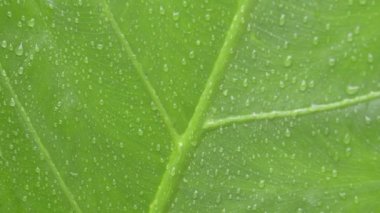 Yeşil damar bitkileri yaprağına düşen yağmur damlalarına yakın durun. Yaz muson yağmurları yeşil ağaç yapraklarına düşer. Güzel bir yağmur mevsimi. Soyut doku deseni. Doğa geçmişi. Stock Görüntüsü