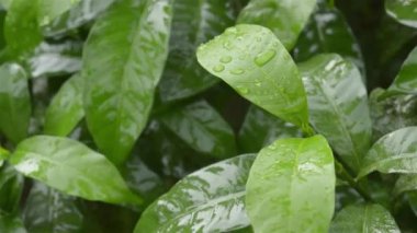 Yeşil krep yasemin ağacı yaprağının üzerine düşen yağmur damlalarını kapatın. Yaz muson yağmurları yeşil ağaç yapraklarına düşer. Güzel bir yağmur mevsimi. Doğa geçmişi. Stock Video. Önplana odaklan.