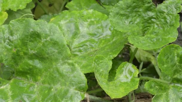 Fermer Gouttes Pluie Tombant Eau Sur Vert Citrouille Plantes Feuille — Video