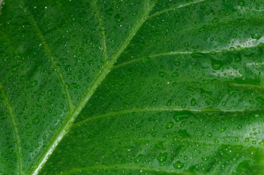 Yeşil bitki yaprağına düşen yağmur damlaları. Kachu pata ya da dev fil kulaklı Taro coyam sabah taze çiy damlalarıyla birlikte. Summer Rain stok fotoğrafı. Doğa Yağmurlu Mevsim Arkaplanı. Kapat.