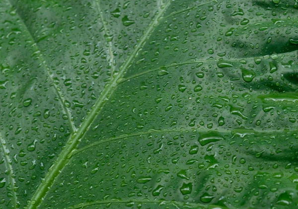 Queda Chuva Cai Folha Planta Verde Kachu Pata Mamute Elefante — Fotografia de Stock