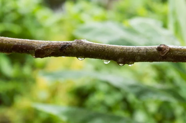 Close-up Of Rain Drops On Tree Branch. Falling Rain drops on branch plant part. Tree branch with fresh water raindrops of dew in morning. Summer Rain stock photo. Nature Rainy Season Background.