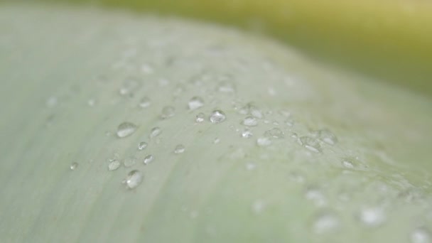 Närbild Fallande Regndroppar Vatten Grön Banan Träd Löv Sommar Monsun — Stockvideo