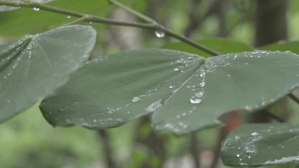关闭落雨的水滴在绿色的植物叶子上 夏日季风雨滴水晶球落在绿树的叶子上 美丽的雨季 自然背景 库存图像 专注于前景 — 图库视频影像