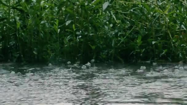 Pluie Mousson Sur Surface Eau Des Gouttes Eau Tombent Été — Video