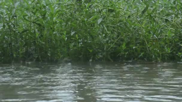 Pioggia Monsonica Sulla Superficie Dell Acqua Dello Stagno Caduta Gocce — Video Stock