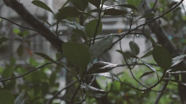 雨の後にぬれた木の葉を閉じます 夏のモンスーン緑の木の枝に雨が降ります 美しい雨季 ヴィンテージ トーン 自然を背景に ストック映像 — ストック動画