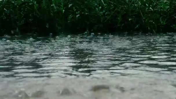 Pluie Mousson Sur Surface Eau Des Gouttes Eau Tombent Été — Video