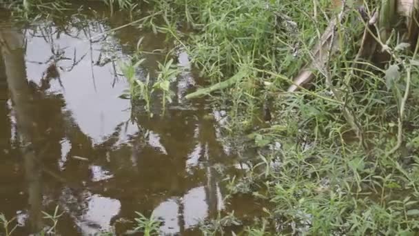 Stín Banánového Stromu Odraz Vodní Hladině Období Dešťů Fotografie Bushově — Stock video