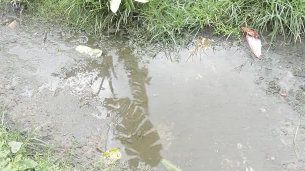 Schatten Der Bananenbäume Spiegeln Sich Der Regenzeit Auf Der Wasseroberfläche — Stockvideo