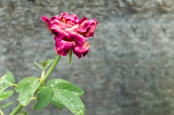 Een Gedroogde Roos Bloem Plant Tegen Betonnen Muur Achtergrond Vervaagde — Stockfoto