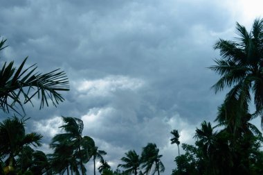 Koyu siyah fırtına bulutları yaz günbatımı gökyüzü ufkunu kapladı. Norveçliler Kalbaishakhi Bordoisila 'dan önce Hindistan cevizi palmiye ağacının üzerinden esen kuvvetli fırtına sağanak yağmuru.