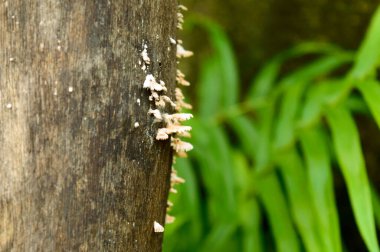 Yüksek nem ve yüksek nem oranlı ahşap yüzeyde beyaz ahşap mantar. Ağaç gövdesindeki mantar mantarlarının tozlu mantarları gibi beyaz küf. Seçici odaklanma. Doğa geçmişi. Metin için Boşluğu Kopyala.