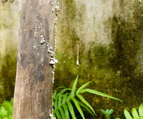 高湿度 高湿度木材表面的白色木耳 树干上的白色霉菌 如真菌种类的粉末 有选择的重点 自然背景 复制空间文字室 — 图库照片