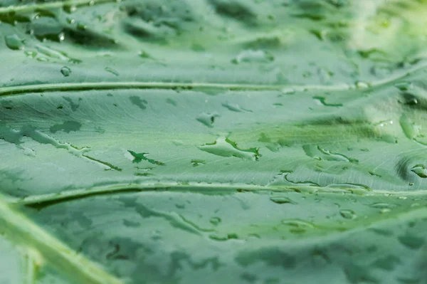 Feche Gotas Chuva Folhas Árvore Verde Gotas Chuva Água Folha — Fotografia de Stock