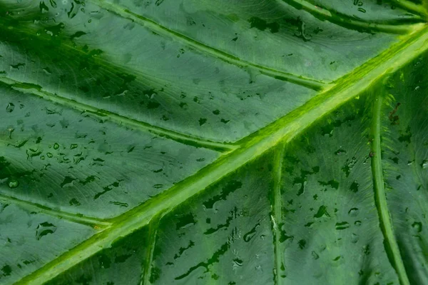 Feche Gotas Chuva Folhas Árvore Verde Gotas Chuva Água Folha — Fotografia de Stock